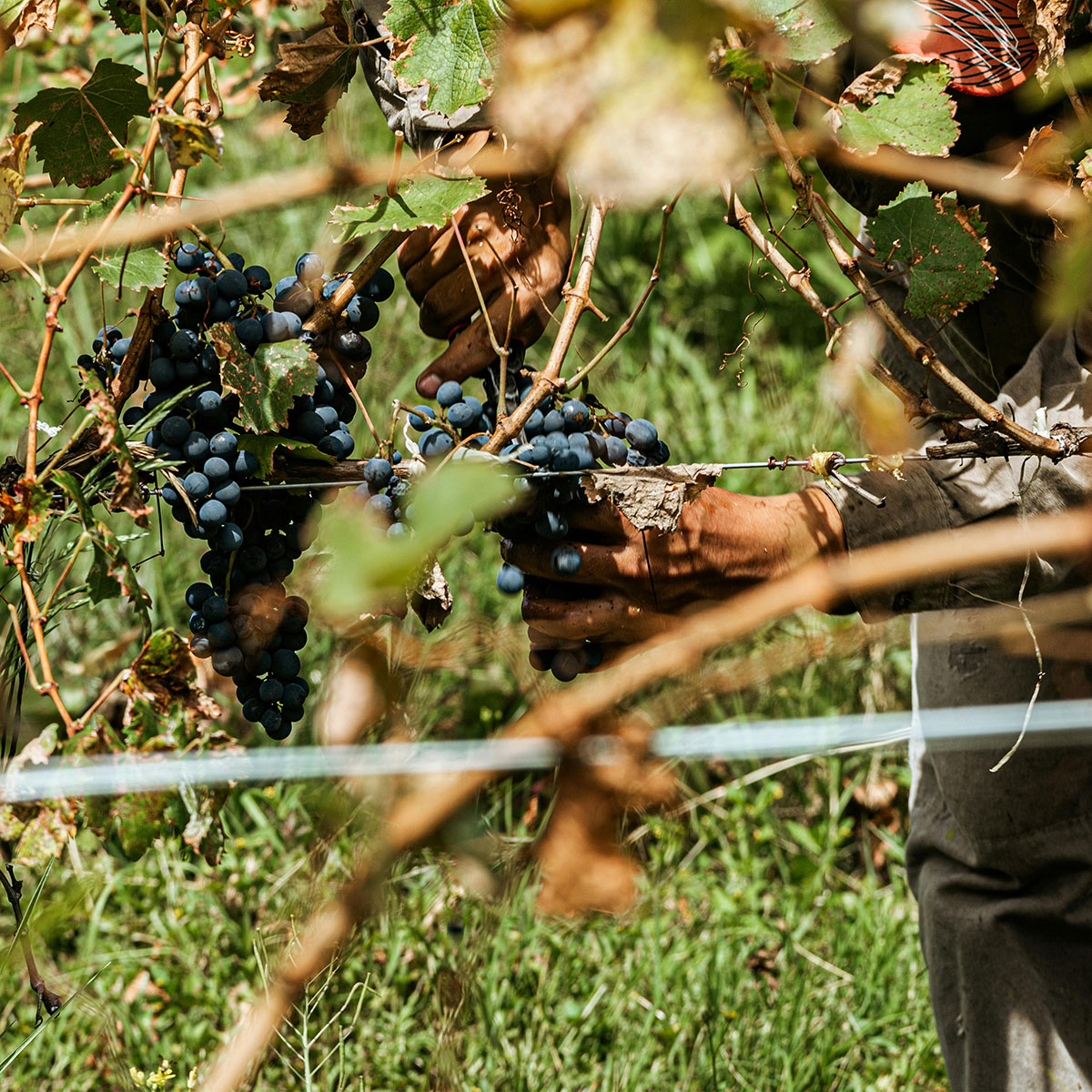 biodynamiskt-vin