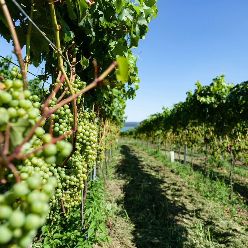 vin-naturvin-tillsatser tillsatser i vin naturvin