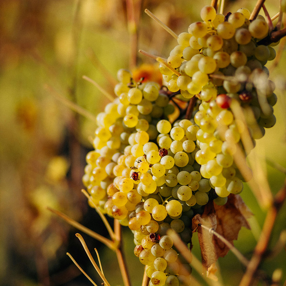 Grüner Veltliner Österrike