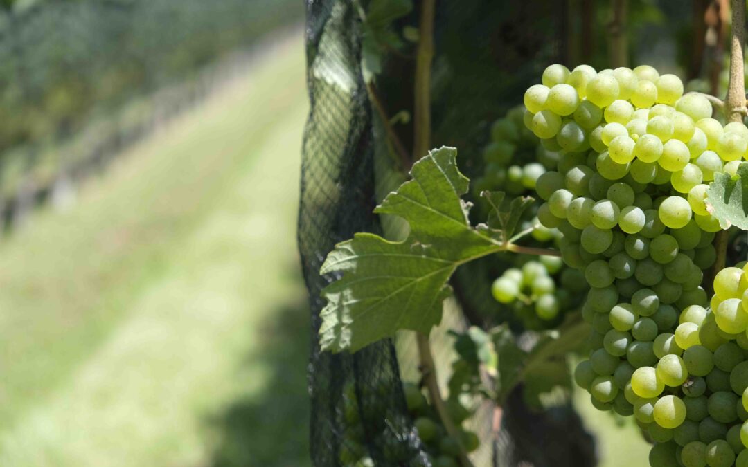 Österrike – vinlandet som kombinerar precision, personlighet och ursprung