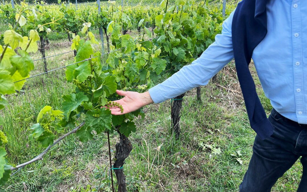 Marche – Italiens stillsamma mästerverk, besök på Mancini vingård