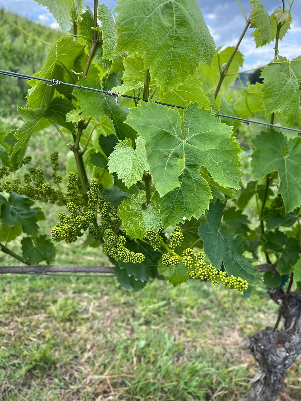verdicchio Verdicchio Marche Mancini