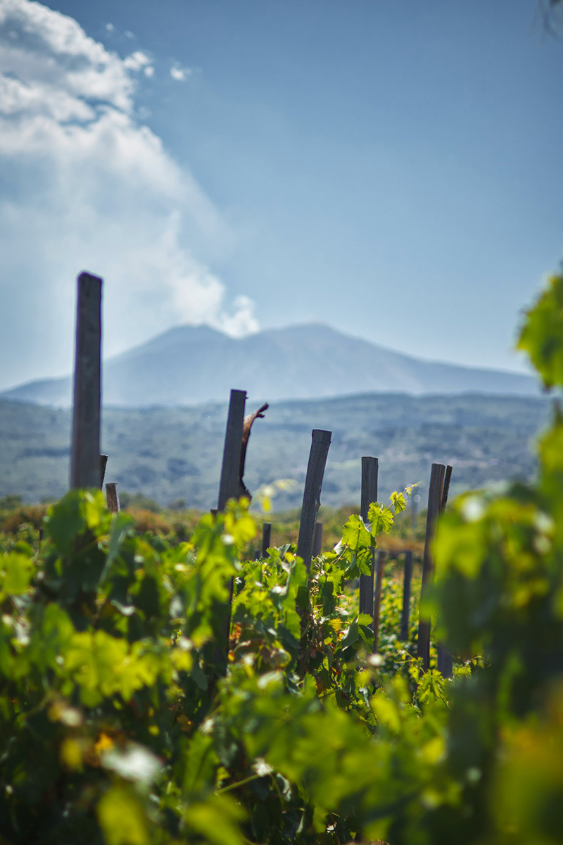etna-vin-certifierad-sommelier certifierad sommelier